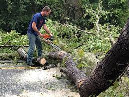 Pomeroy, WA Tree Removal Company