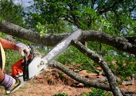 How Our Tree Care Process Works  in  Pomeroy, WA